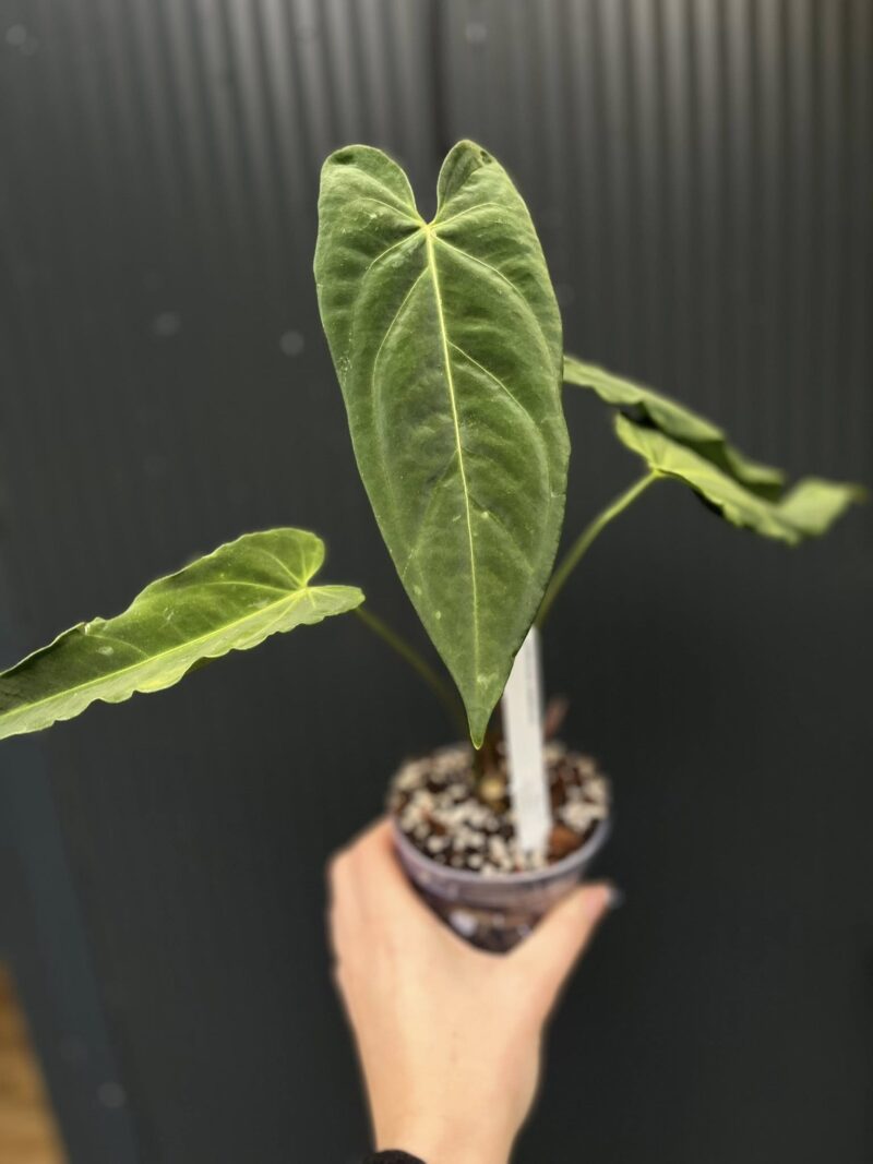 Anthurium Metallicum