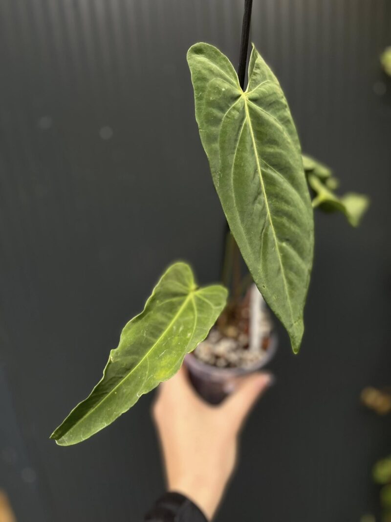 Anthurium Metallicum