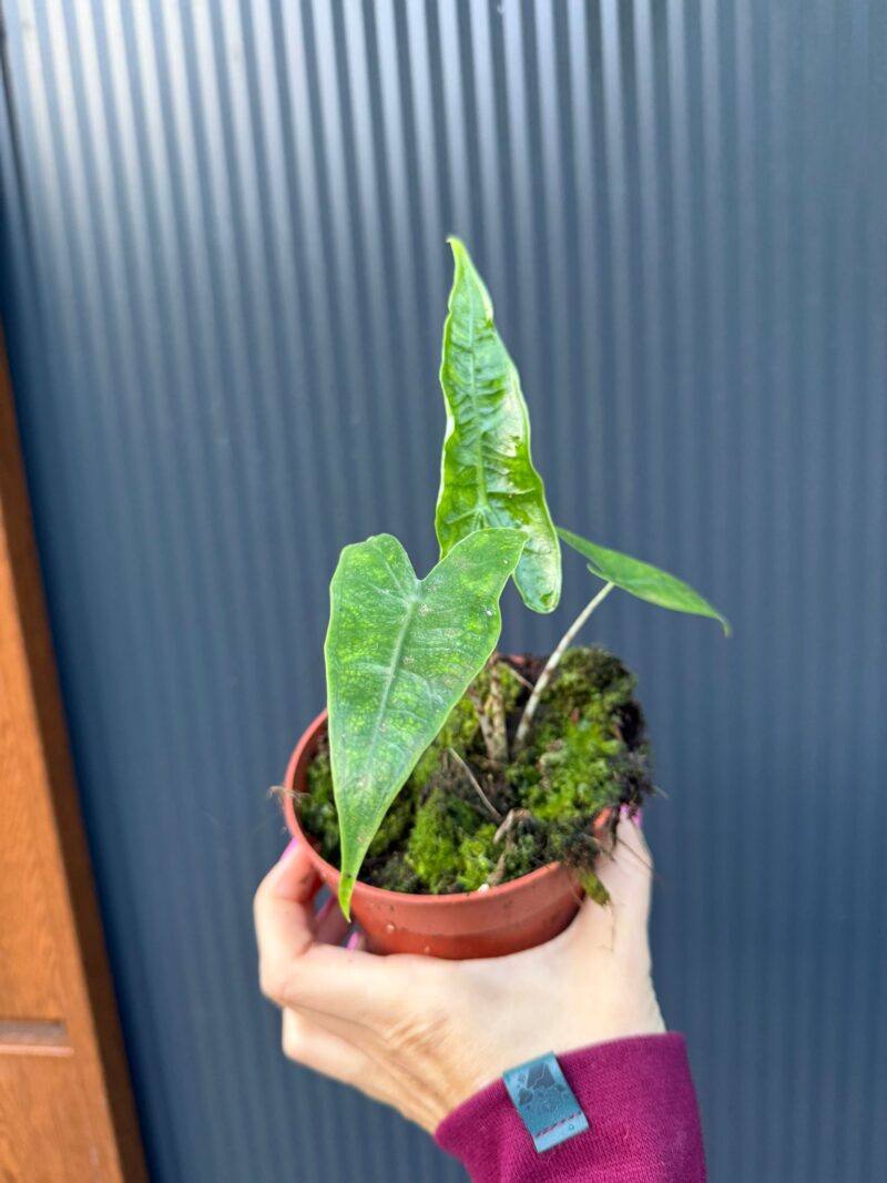 Alocasia Reticulata