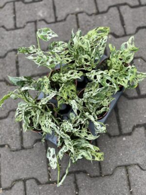 Monstera Frozen Freckles