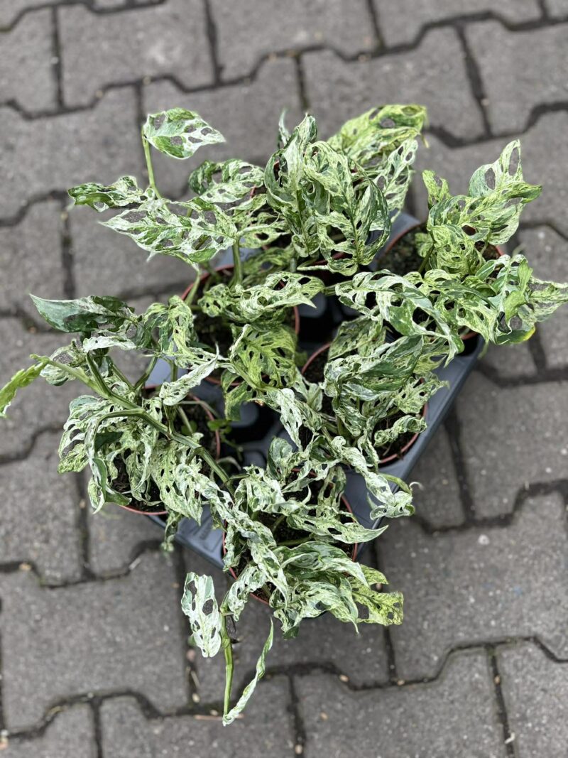 Monstera Frozen Freckles