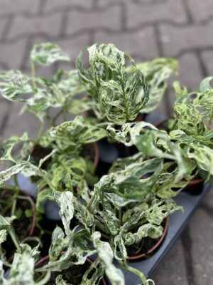 Monstera Frozen Freckles