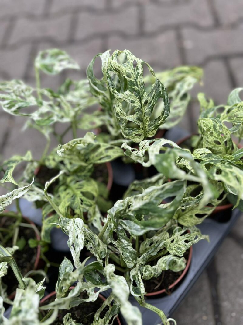 Monstera Frozen Freckles