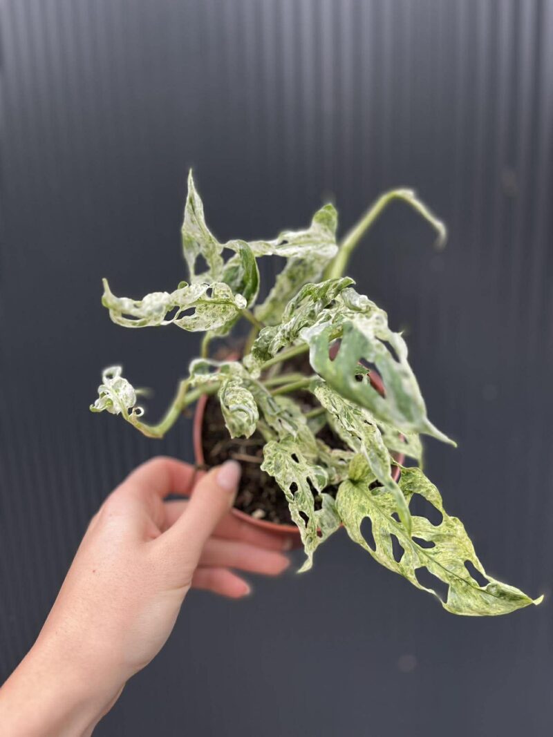 Monstera Frozen Freckles Monstera Frozen Freckles