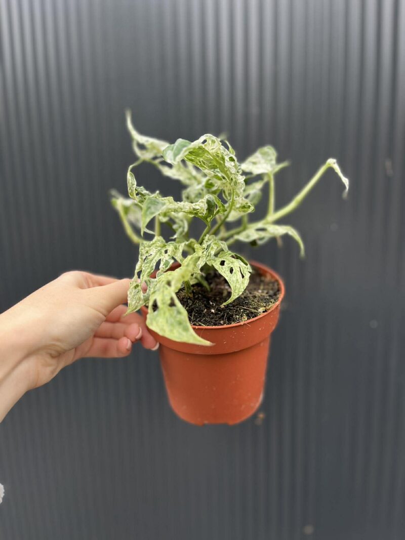 Monstera Frozen Freckles