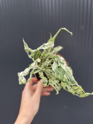 Monstera Frozen Freckles