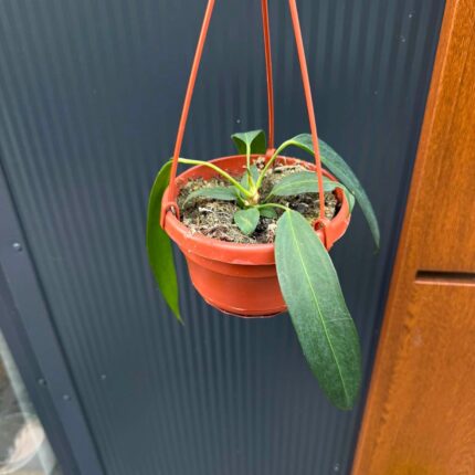 Anthurium Wendlingerii