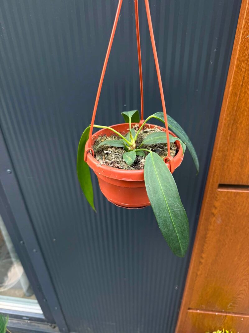 Anthurium Wendlingerii