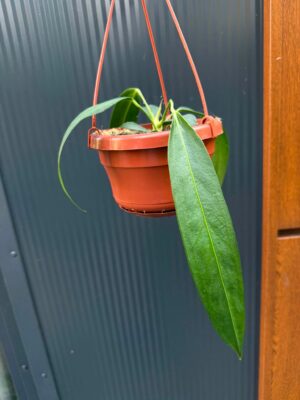 Anthurium Wendlingerii