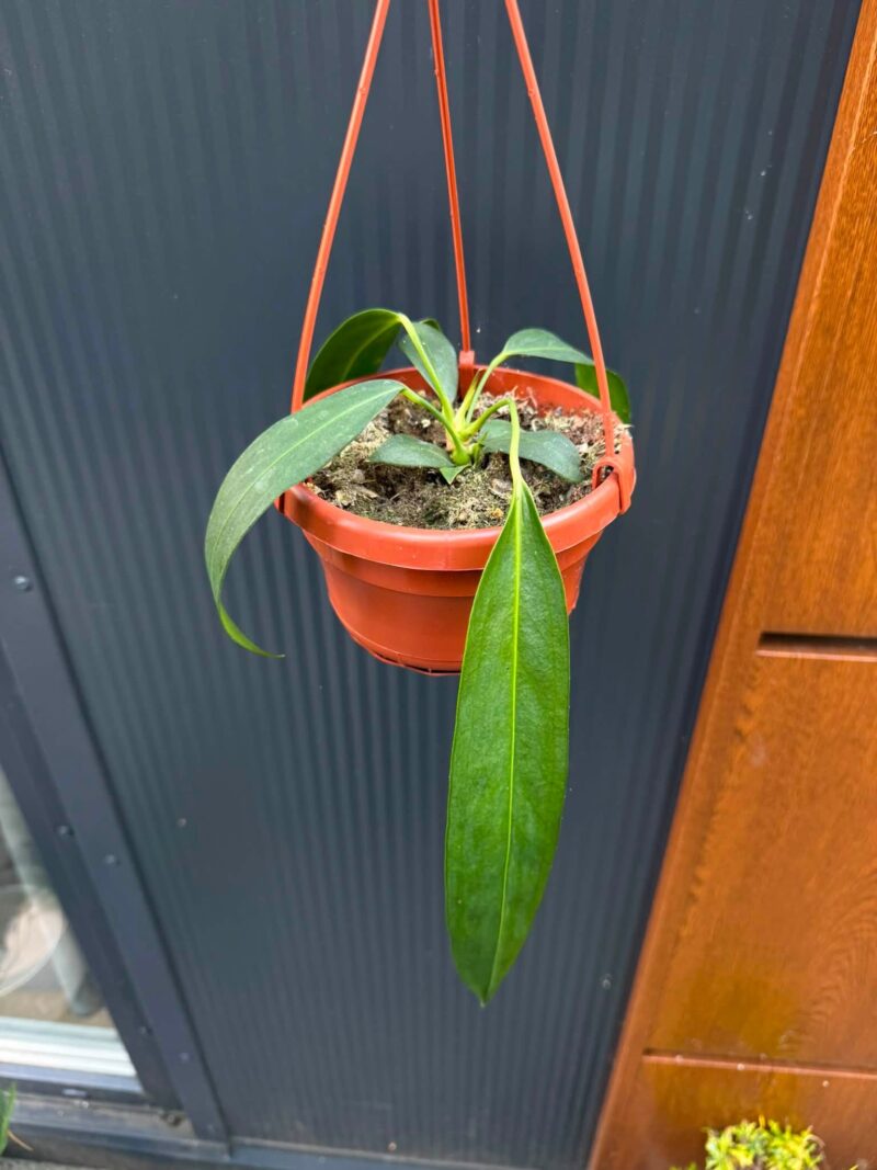 Anthurium Wendlingerii