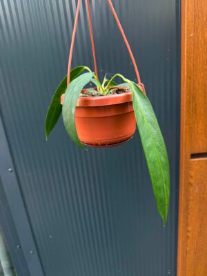 Anthurium Wendlingerii