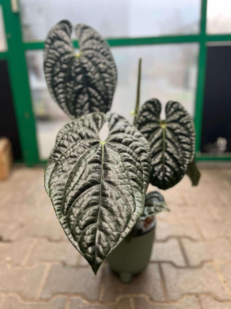 Anthurium Luxurians