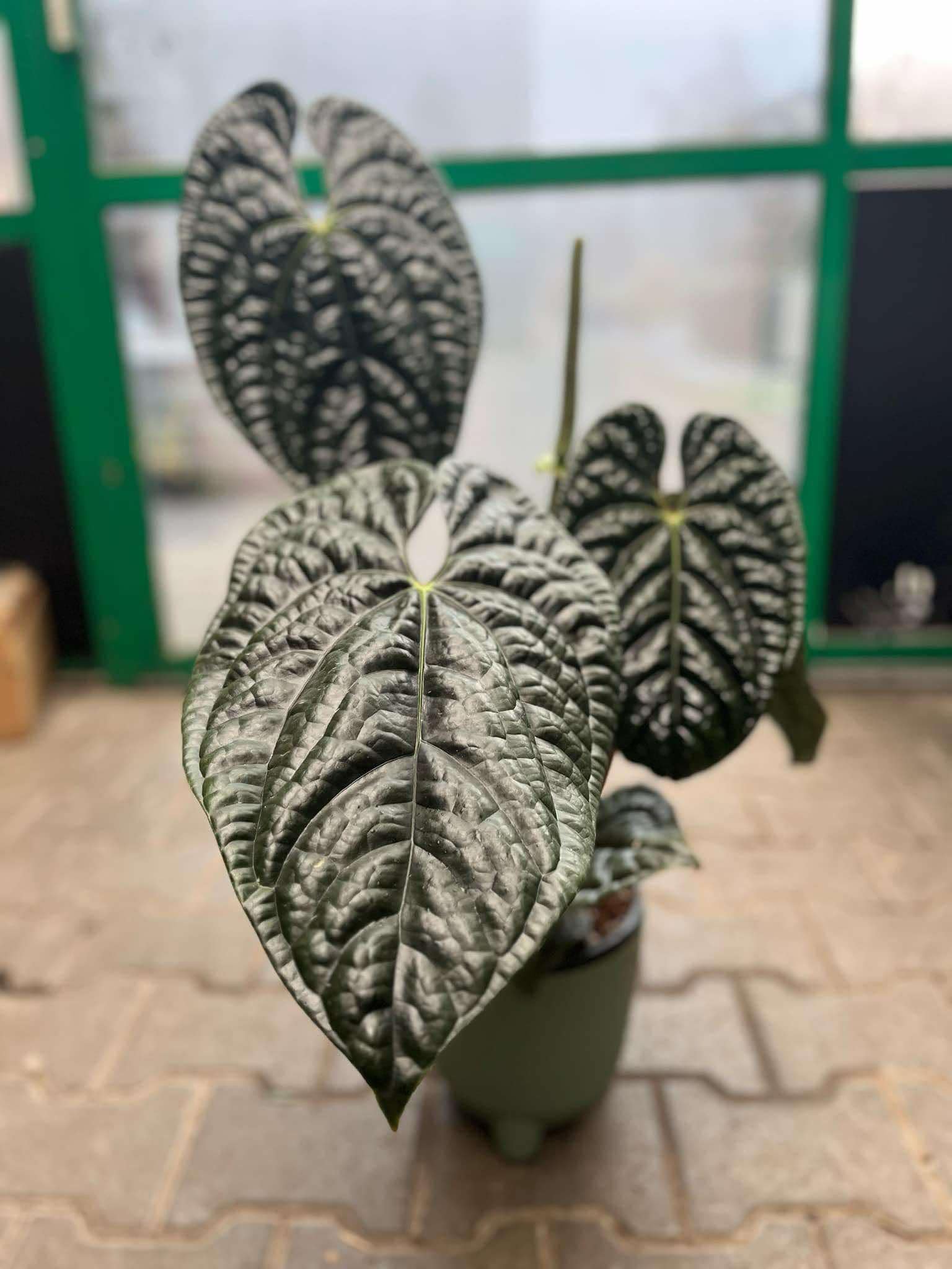 Anthurium Luxurians - Centrum Ogrodnicze Silesia