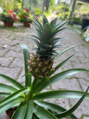 Ananas ‘Mi Amigo’