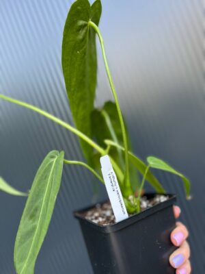 Anthurium Warocqueanum Esmeralda