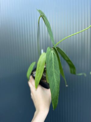 Anthurium Warocqueanum Esmeralda