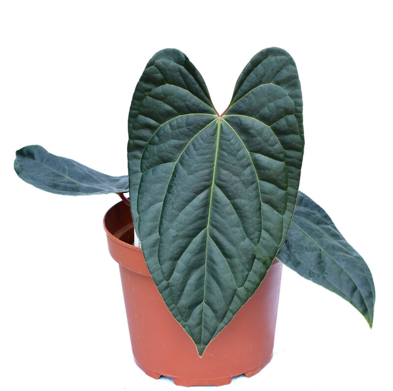 Anthurium besseae aff  x Luxurians