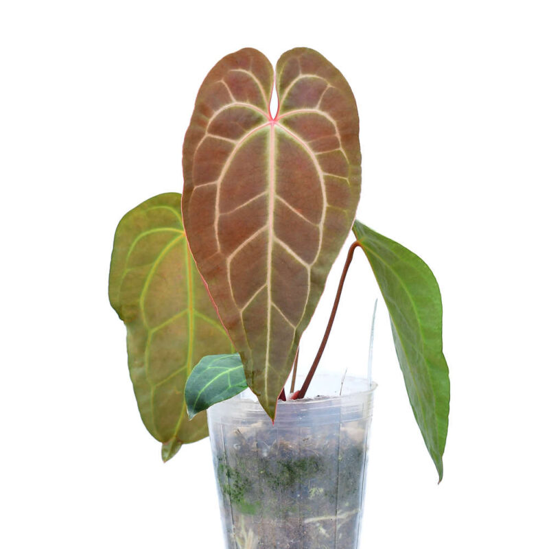 Anthurium besseae aff x Anthurium magnificum  PREORDER
