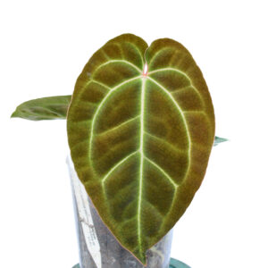 Anthurium crystallinum x Anthurium besseae aff