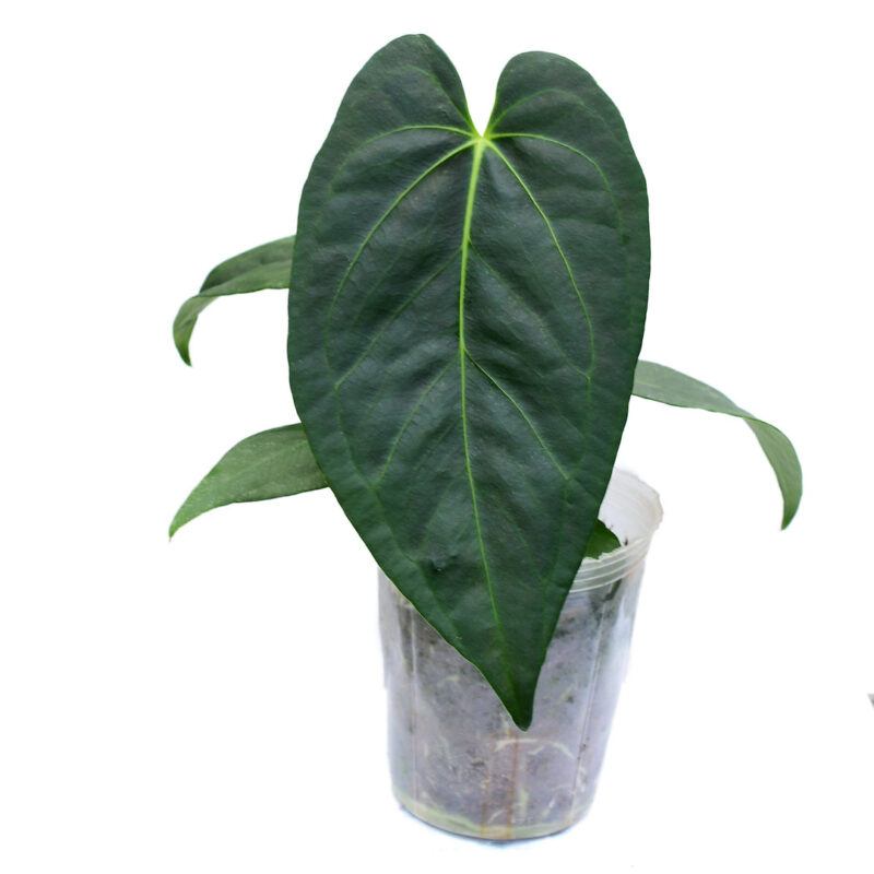 Anthurium nigrolaminum ‘Gigi’ x Anthurium regale PREORDER