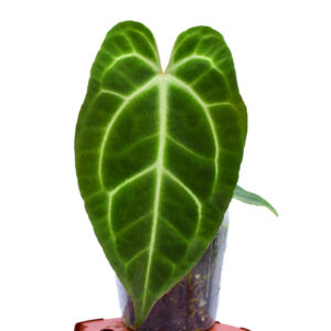 Anthurium besseae aff x Anthurium magnificum  PREORDER