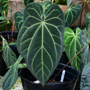 Anthurium crystallinum x Anthurium besseae aff