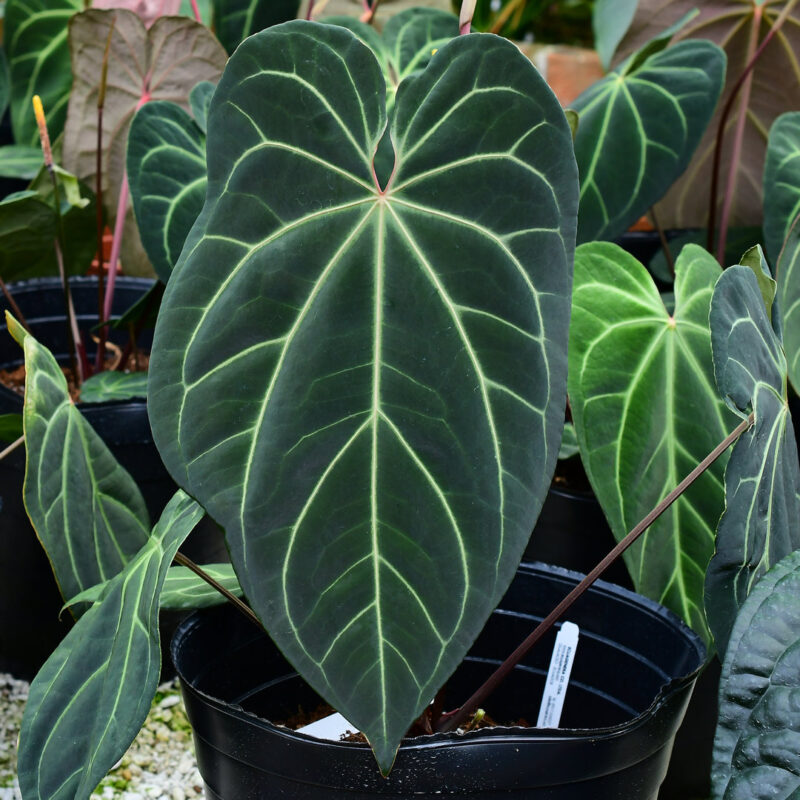 Anthurium crystallinum x Anthurium besseae aff