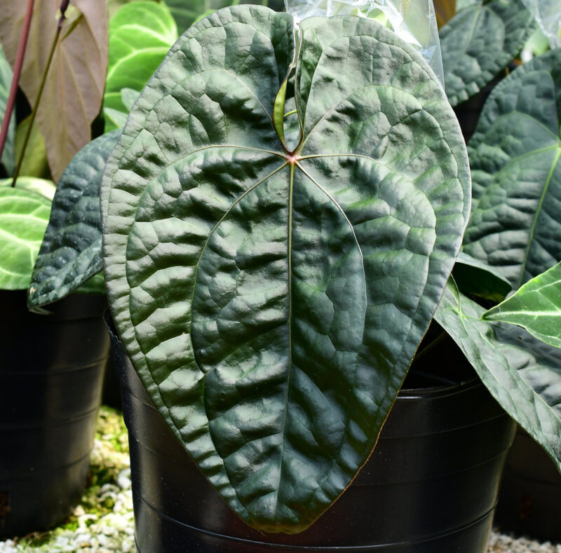 Anthurium Forgetii x Luxurians PREORDER