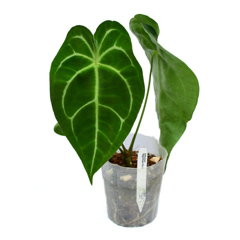 Anthurium magnificum x Anthurium forgetii PREORDER