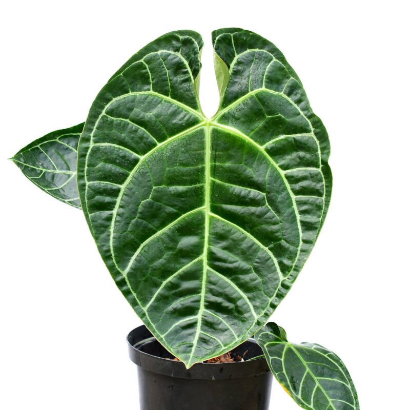 Anthurium regale x crystallinum