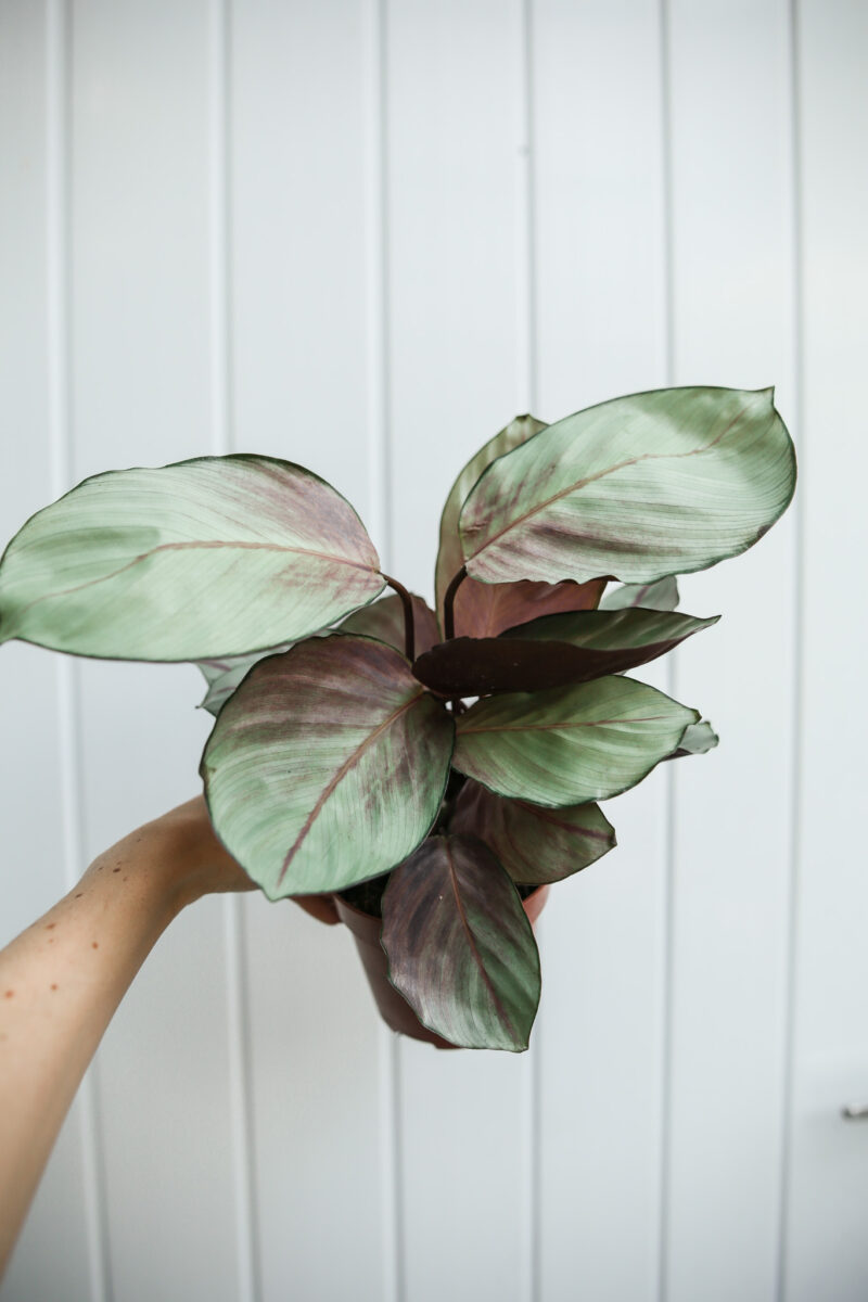 calathea silver plate