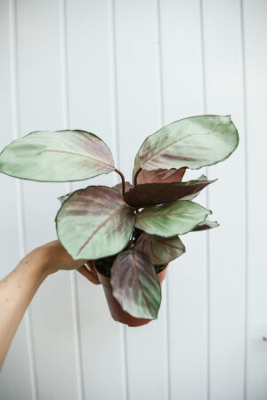 calathea silver plate