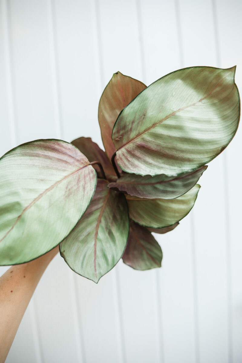 calathea silver plate