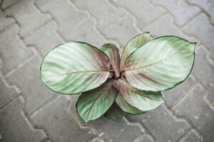 calathea silver plate