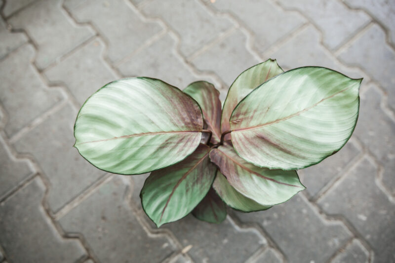 calathea silver plate