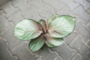 calathea silver plate