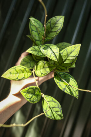 Hoya callistophylla