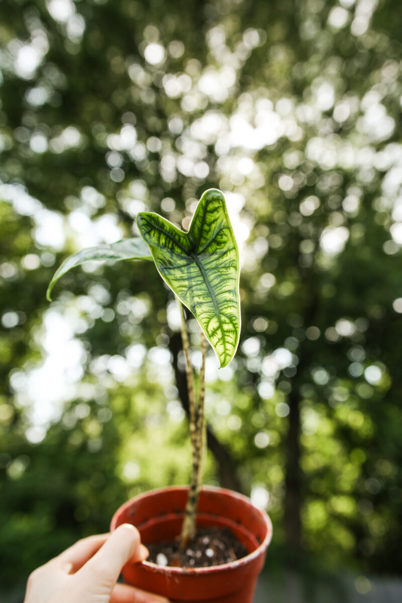 Alocasia Reticulata