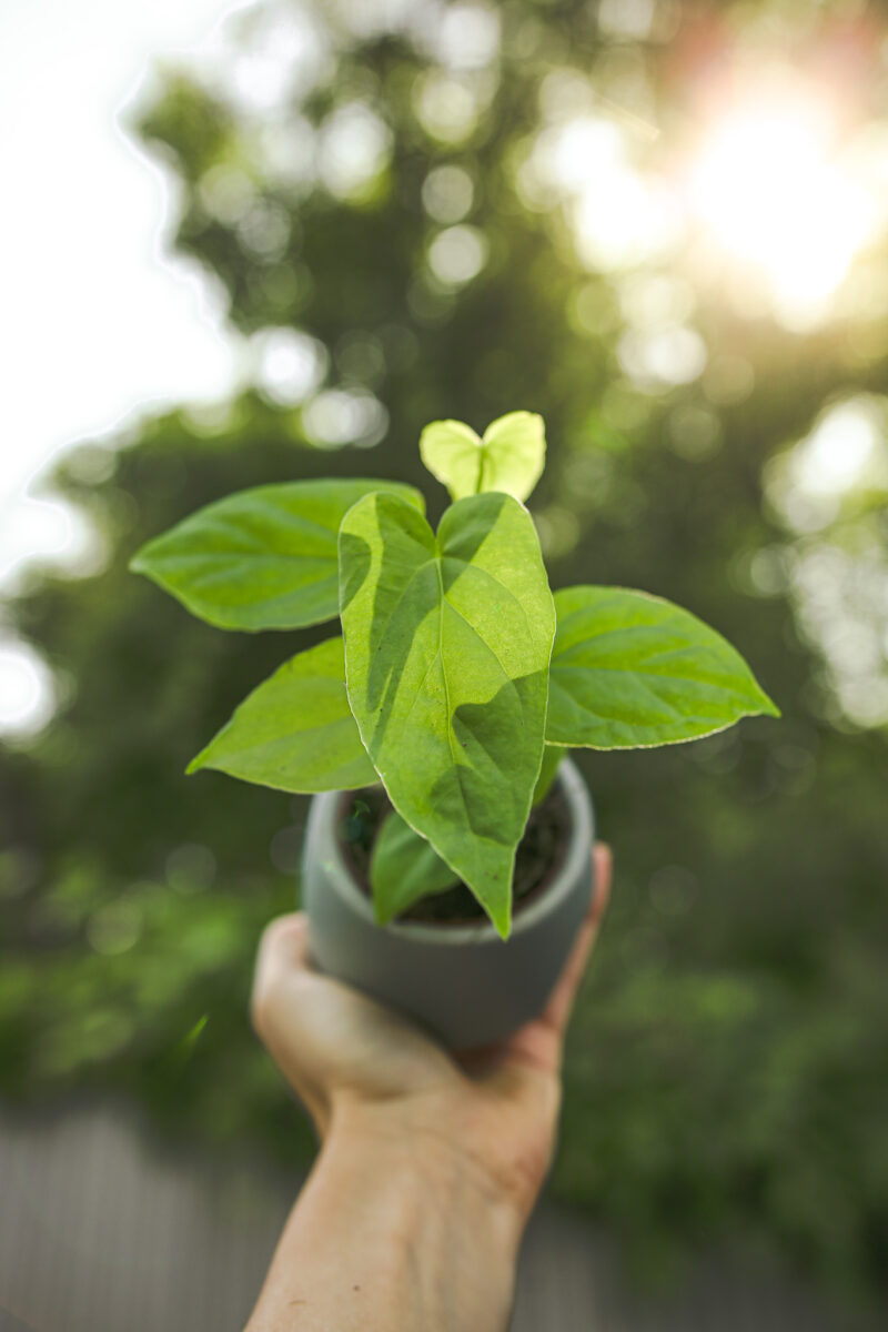 Anthurium Baloanum