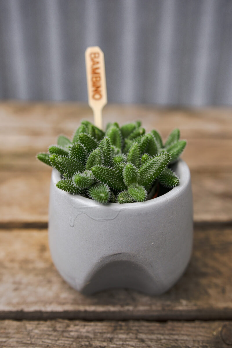 Delosperma echinatum