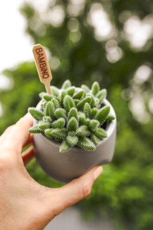 Delosperma echinatum