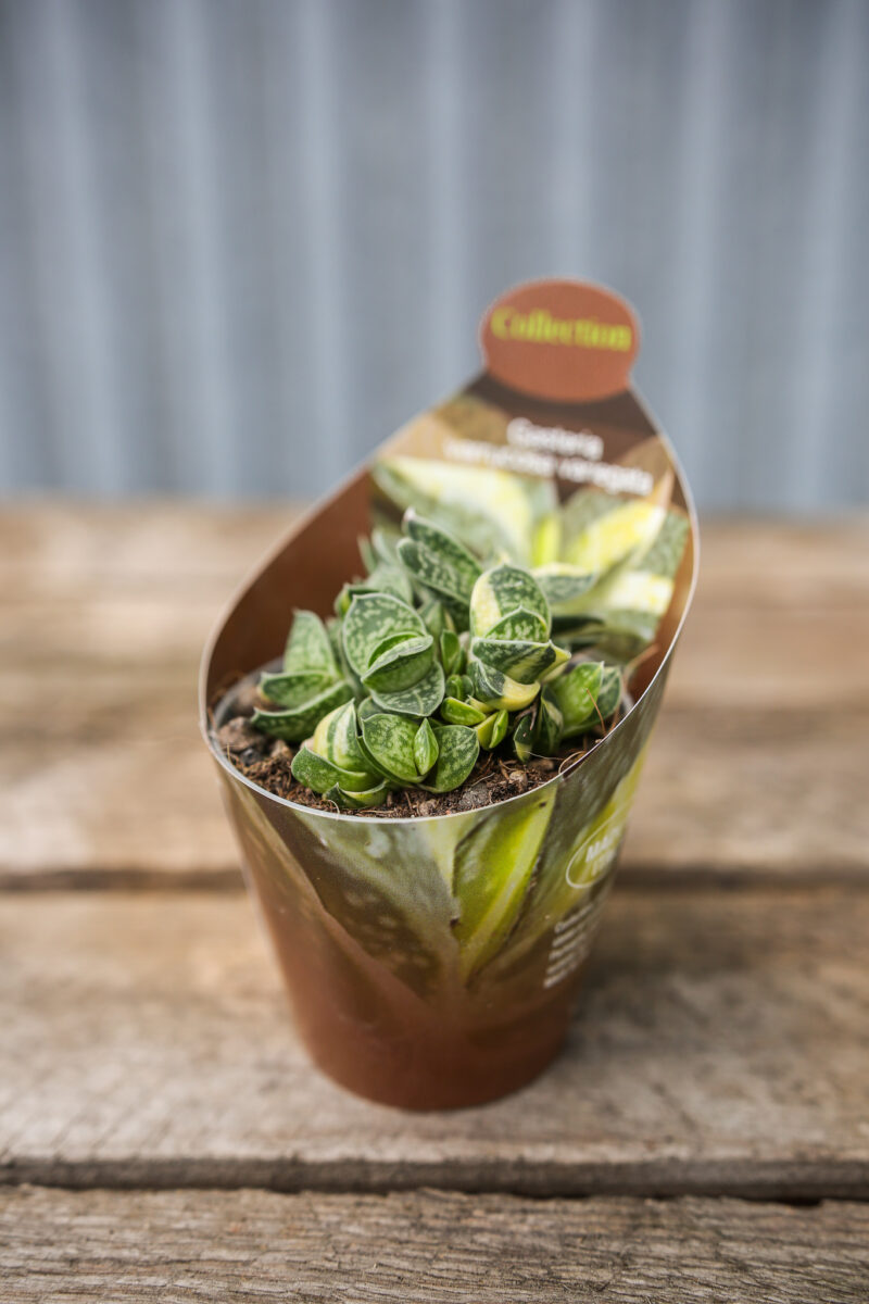 Gasteria Verrucosa Variegata