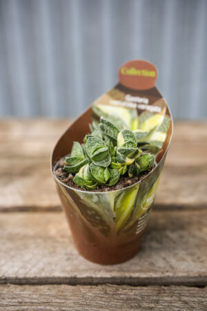 Gasteria Verrucosa Variegata