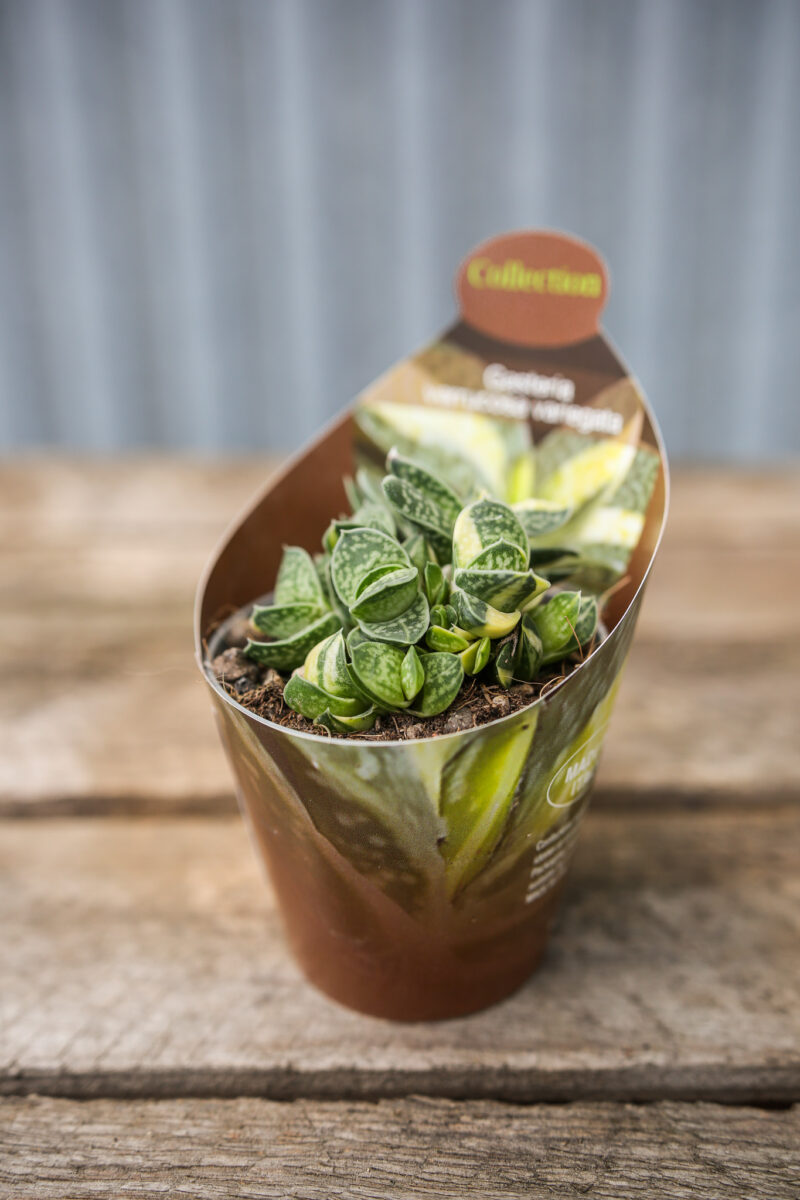 Gasteria Verrucosa Variegata