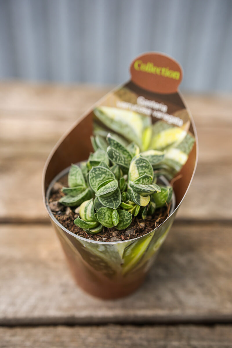 Gasteria Verrucosa Variegata