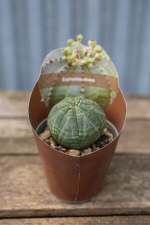 Euphorbia Obesa