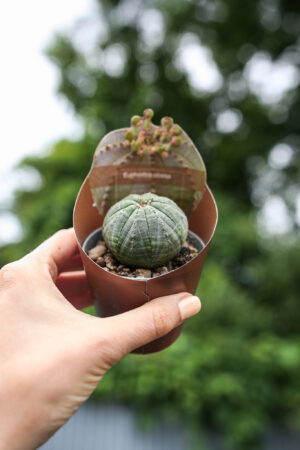 Euphorbia Obesa