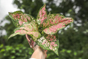 Aglaonema Anymaynee Tricolor