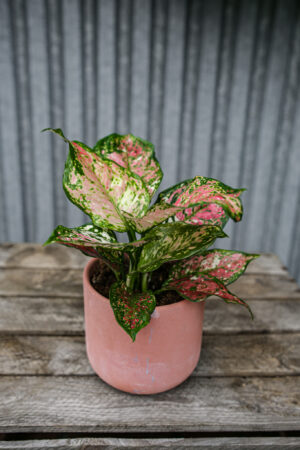 Aglaonema Anymaynee Tricolor