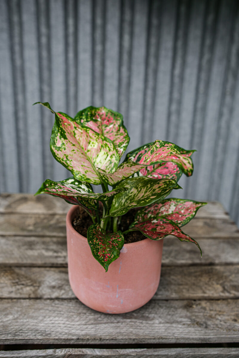 Aglaonema Anymaynee Tricolor